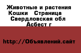 Животные и растения Кошки - Страница 2 . Свердловская обл.,Асбест г.